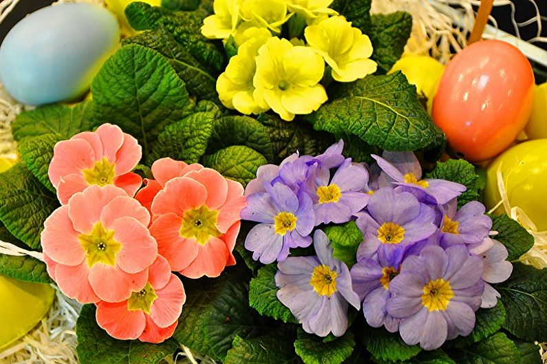 Primrose - photo
