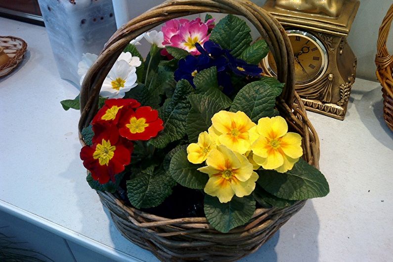 Primrose - photo