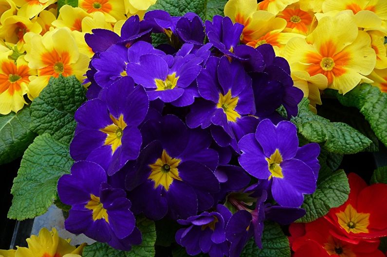 Primrose - photo