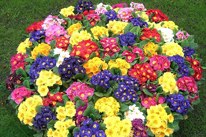 Primrose - photo