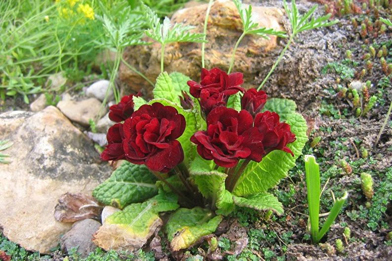 Primrose - photo