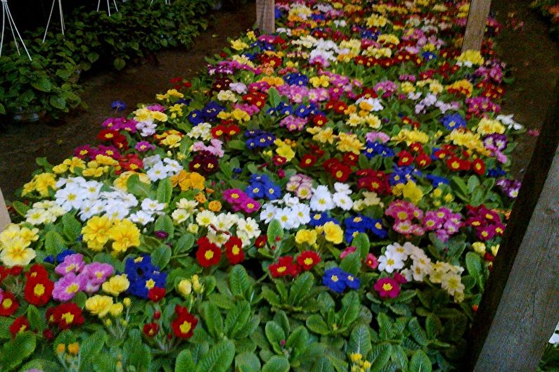 Primrose - photo