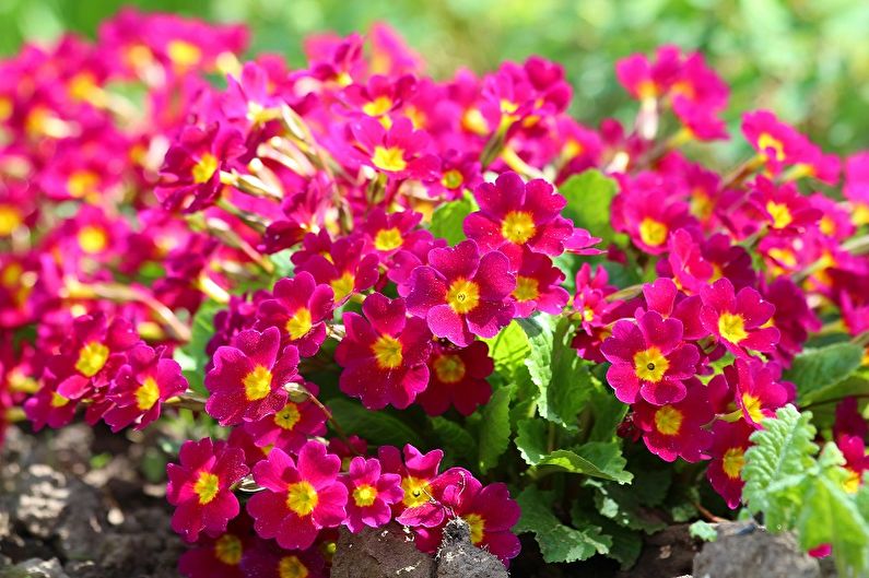 Primrose - photo