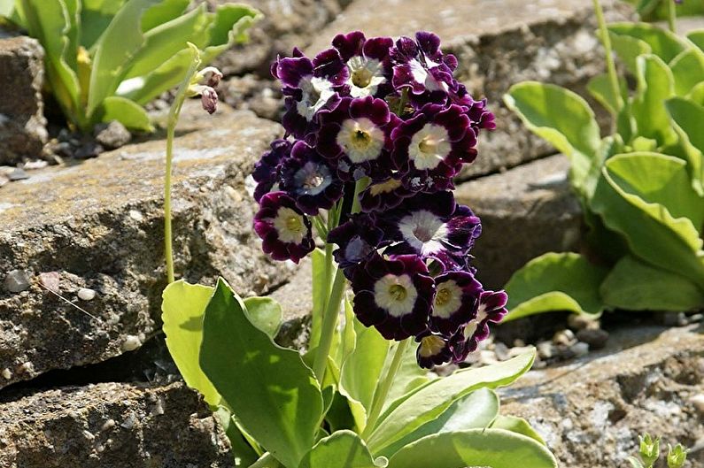 Primrose - photo