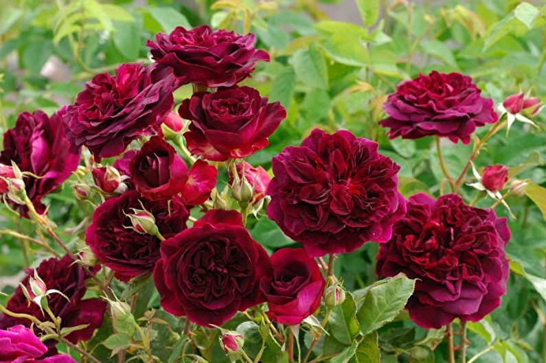 Types of English Rose - William Shakespeare
