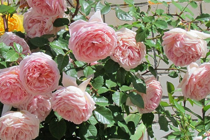 Types of English Rose - Abraham Derby