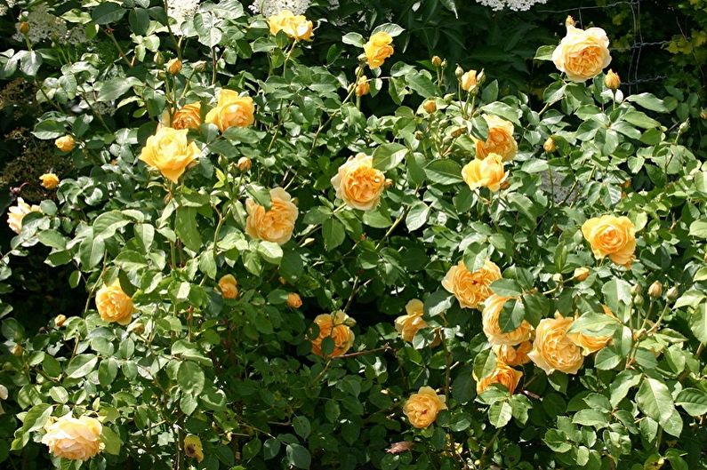 Types of English Rose - Graham Thomas