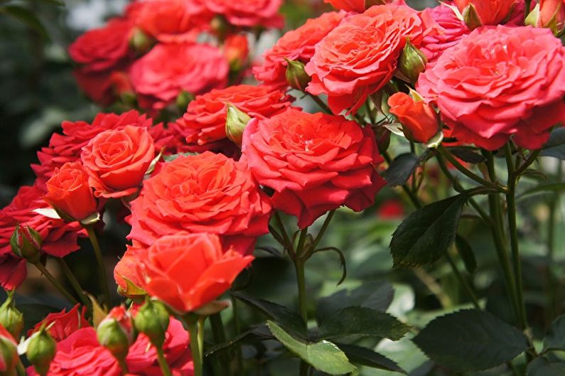 English Rose Care - Temperature