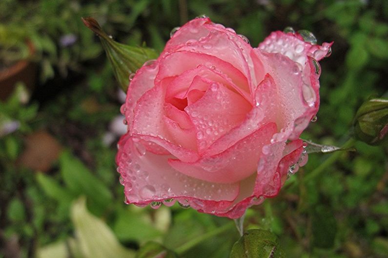 English Rose Care - Moisture