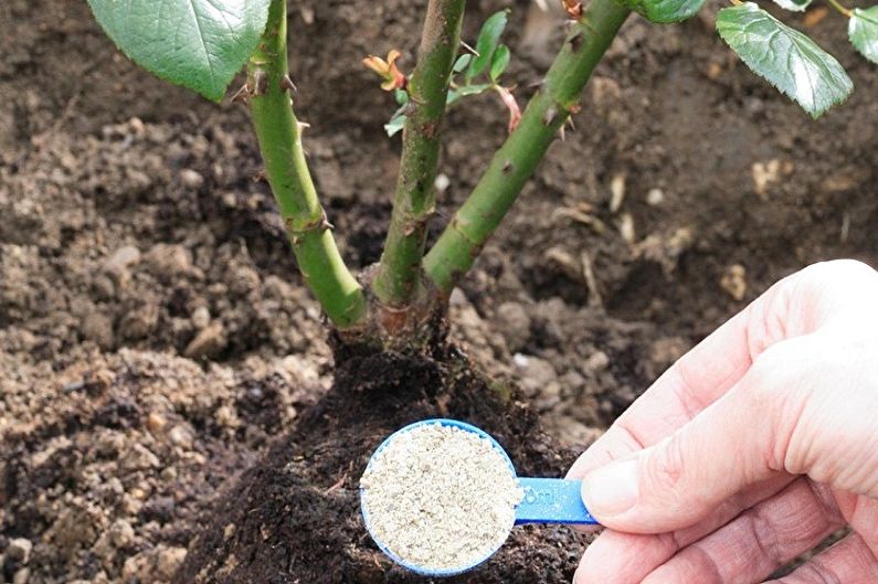 English Rose Care - Fertilizers and Feeding