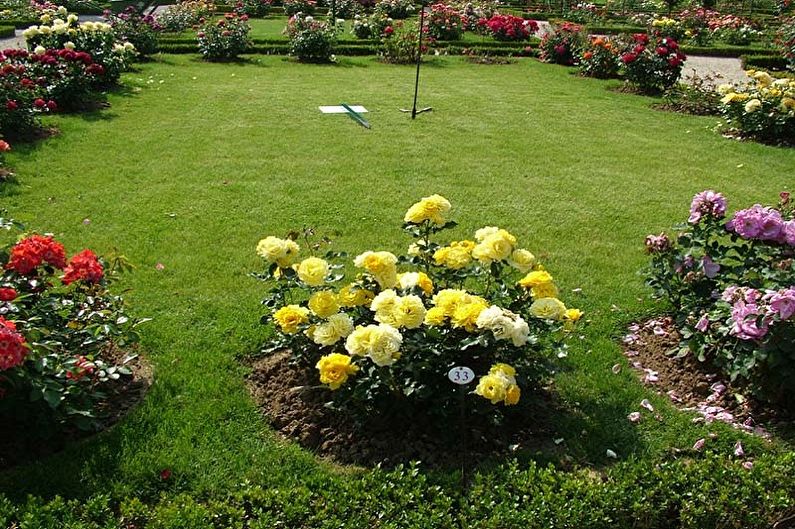 English Rose Care - Fertilizers and Feeding