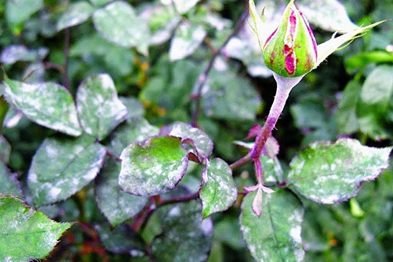 English Rose - Pests and Diseases