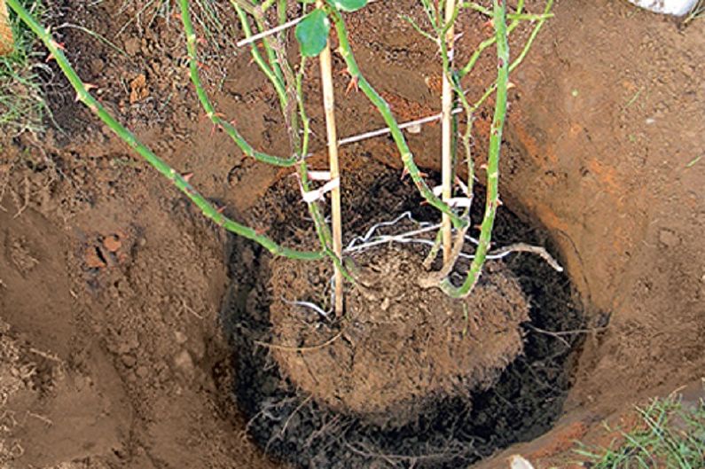 How to transplant an English rose