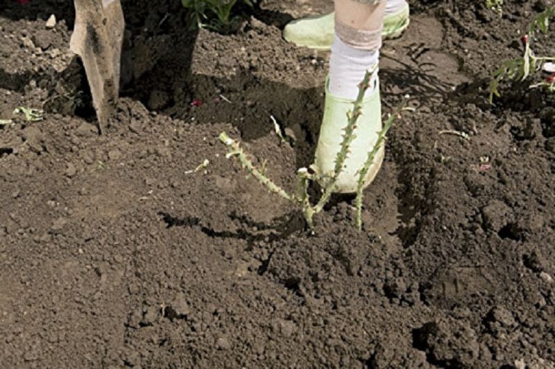How to transplant an English rose