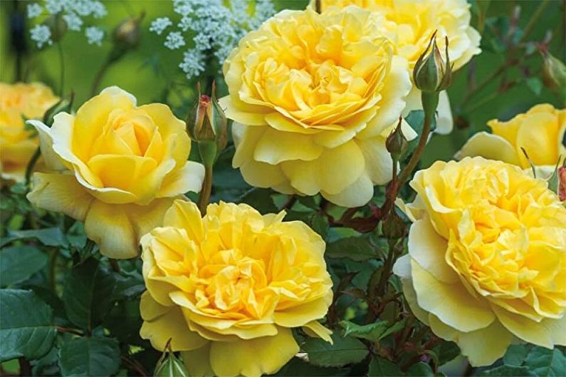 Propagation of an English rose by vaccination