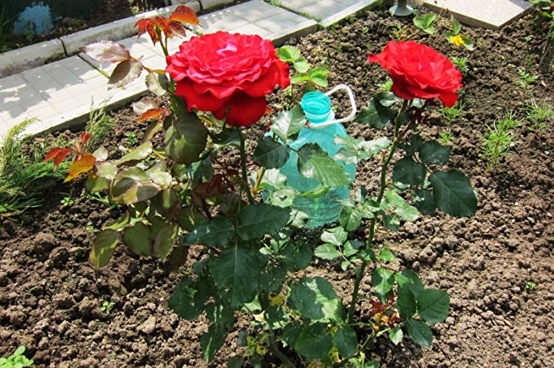 Propagation of an English rose by cuttings