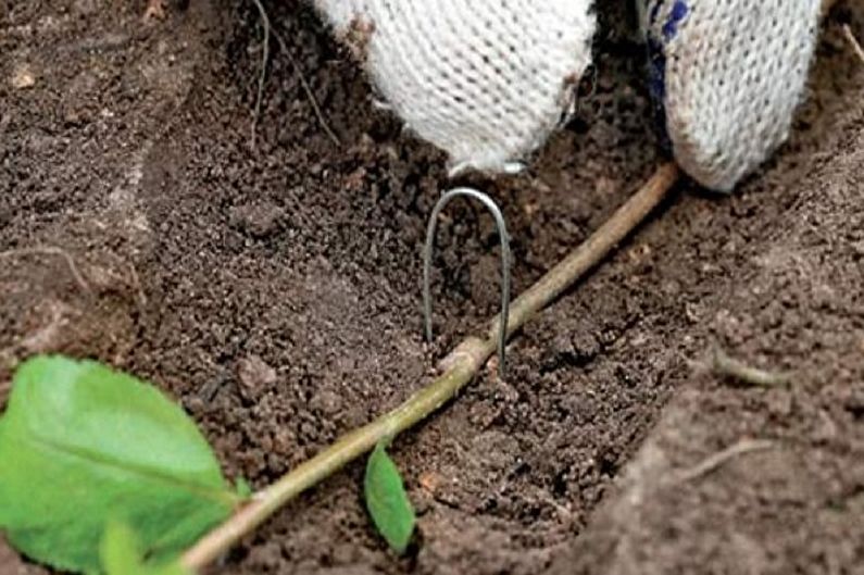 Propagation of an English rose by layering