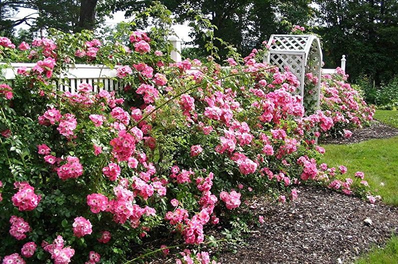 English rose - photo