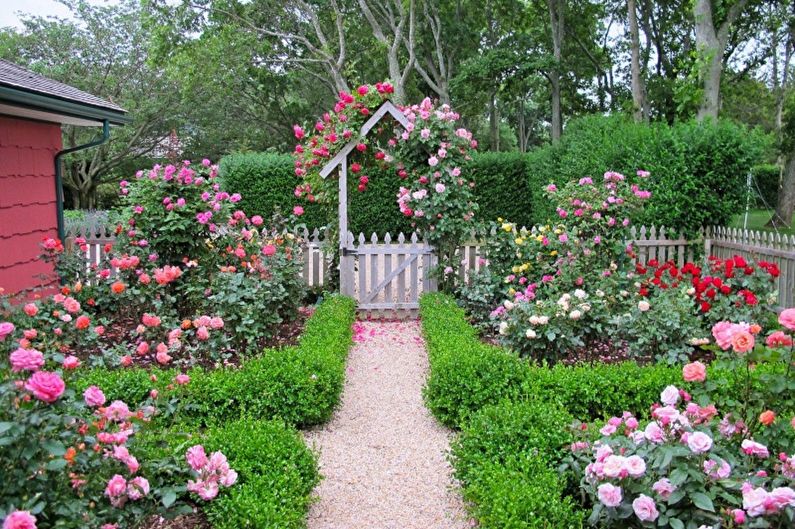 English rose - photo
