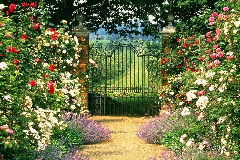 English rose - photo