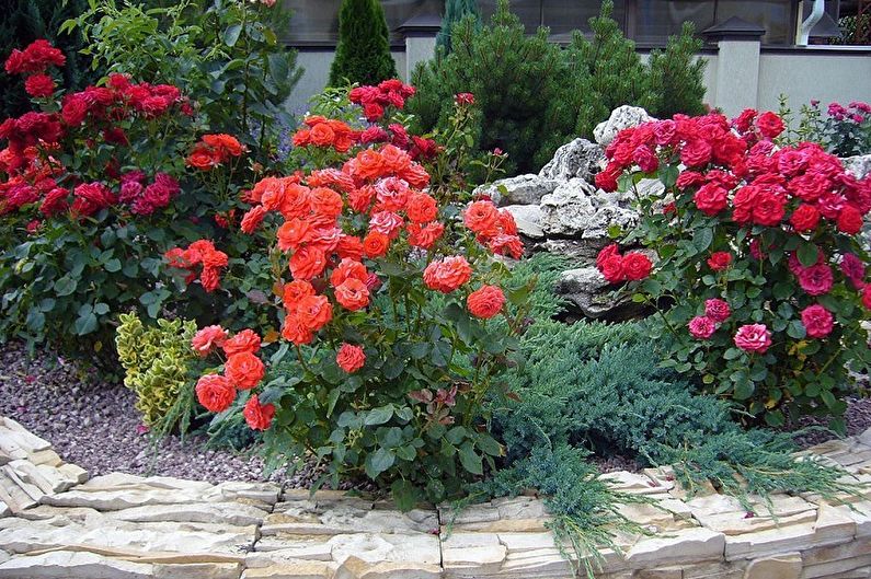 English rose - photo