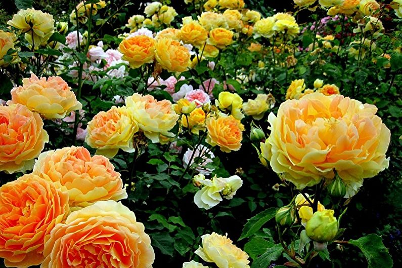 English rose - photo