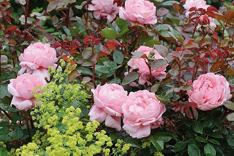 English rose - photo