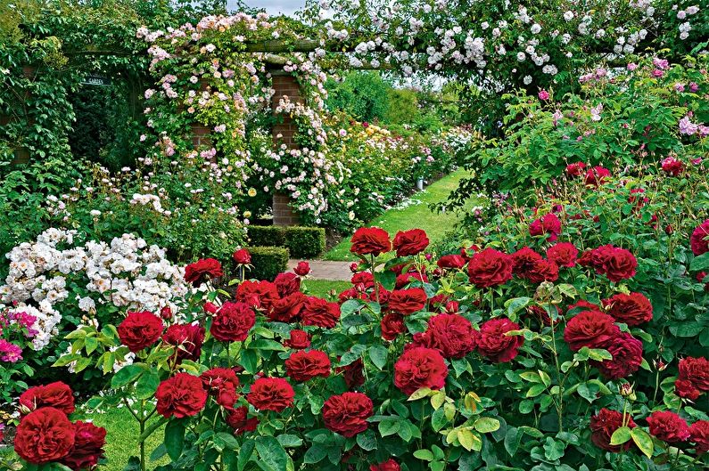 English rose - photo