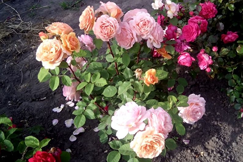 English rose - photo