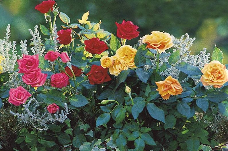 English rose - photo