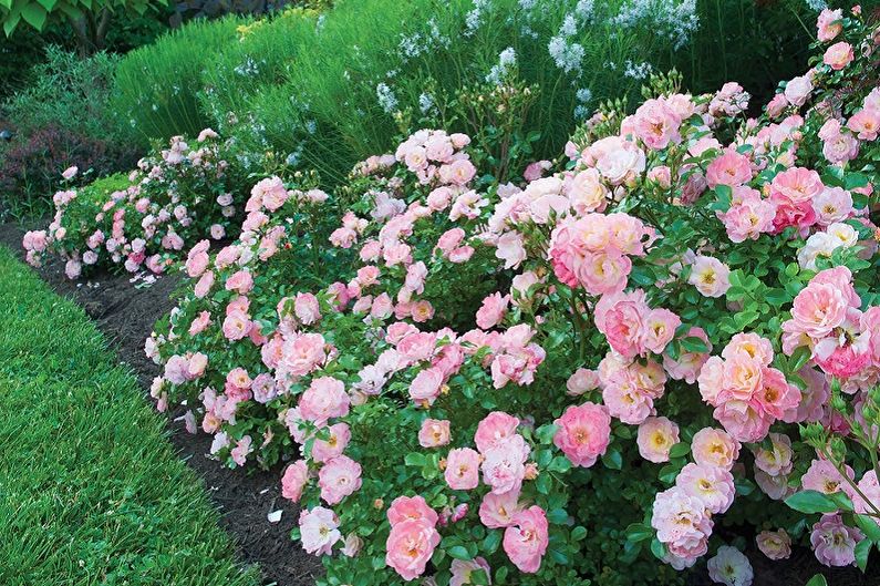English rose - photo