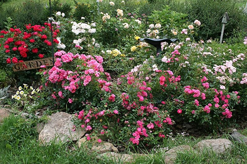 English rose - photo