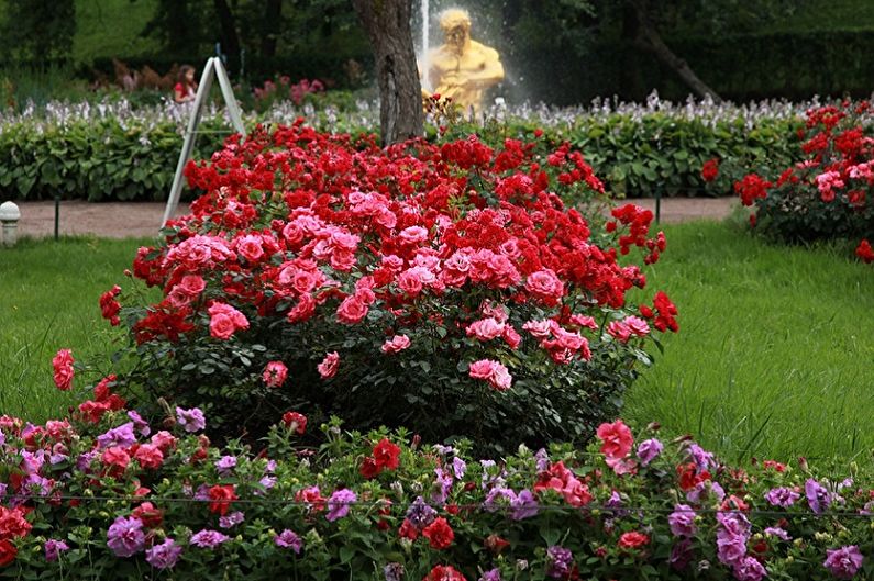 English rose - photo