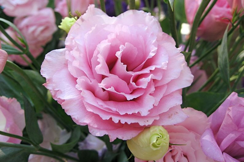 Eustoma (Lisianthus) - General Description