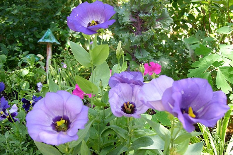 Eustoma (Lisianthus) - General Description
