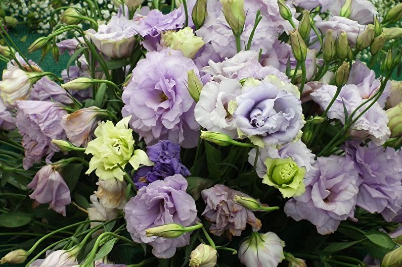 Eustoma (Lisianthus) - General Description