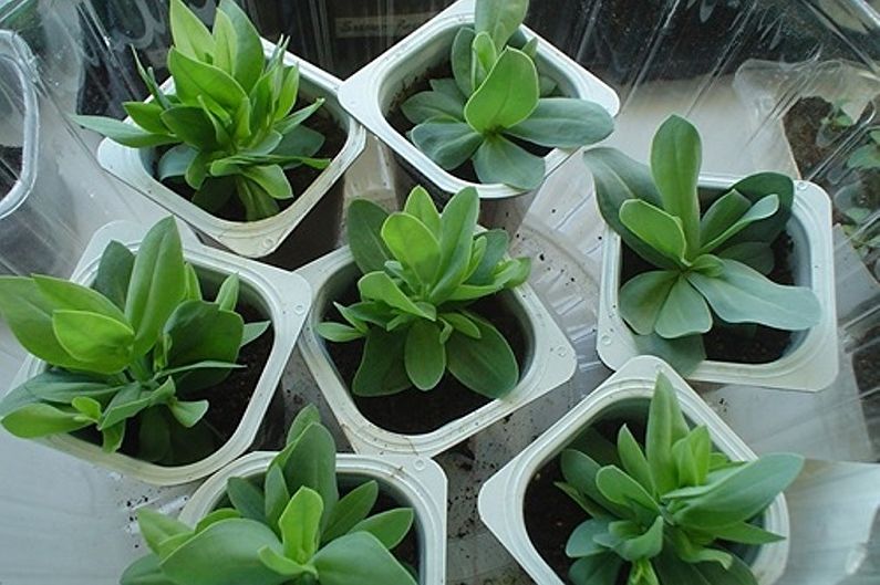 How to grow eustoma (lisianthus)