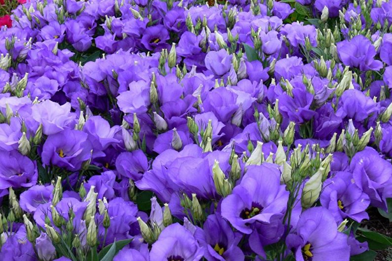 Eustoma (lisianthus) - photo