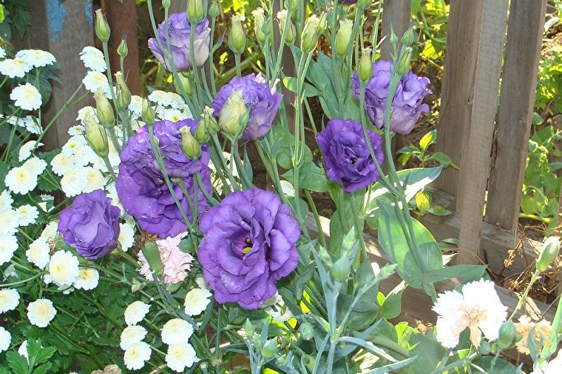 Eustoma (lisianthus) - photo