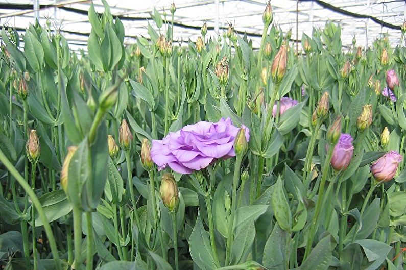 Eustoma (lisianthus) - photo