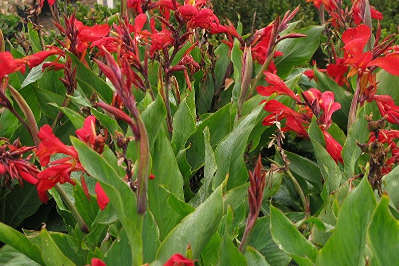Kanna - Pests and Diseases