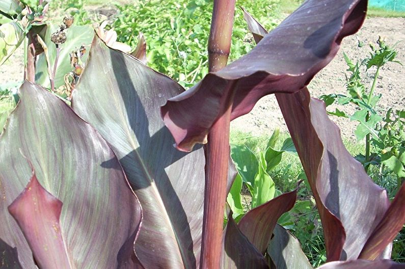 Kanna - Pests and Diseases