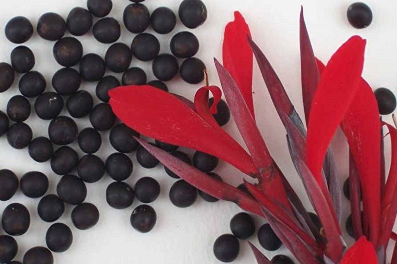 Propagation of canna seeds