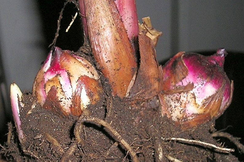 Canna propagation by rhizome division