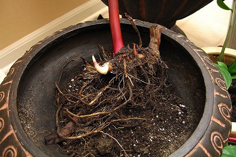 Canna propagation by rhizome division