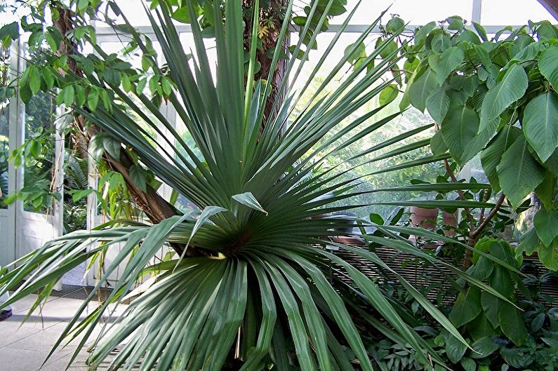 Pandanus (80 photos): types and care