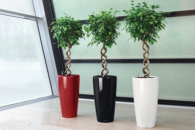Ficus Benjamin (90 ภาพ): ประเภทและการดูแล