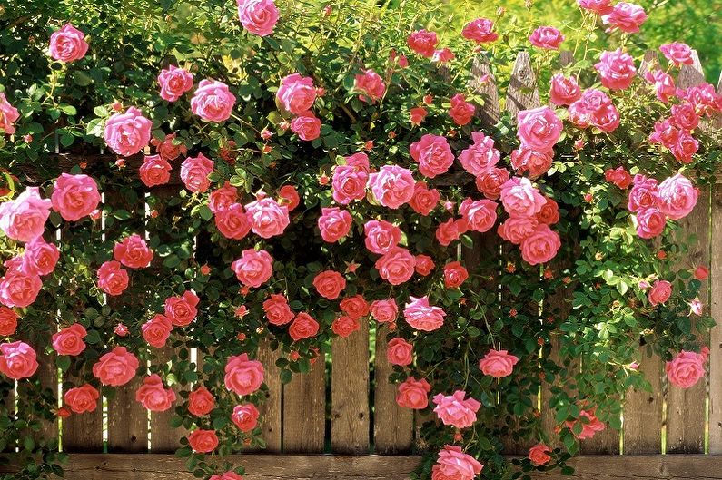 English rose (85 photos): types and varieties, care