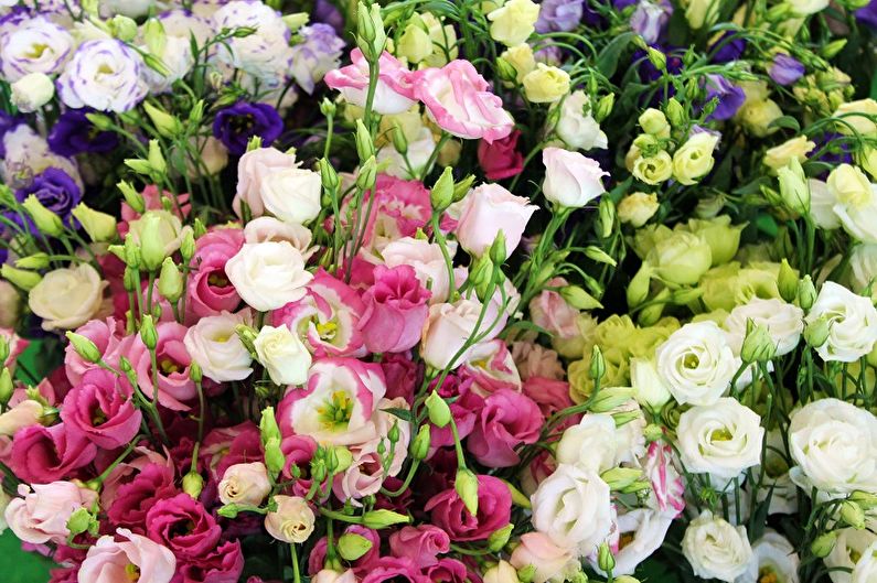 Eustoma (lisianthus): 65 photos, care and cultivation