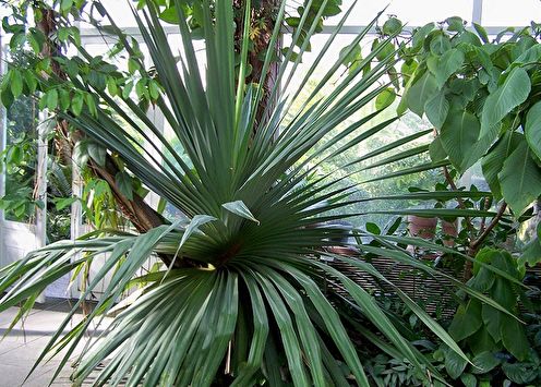 Pandanus (80 photos): types and care